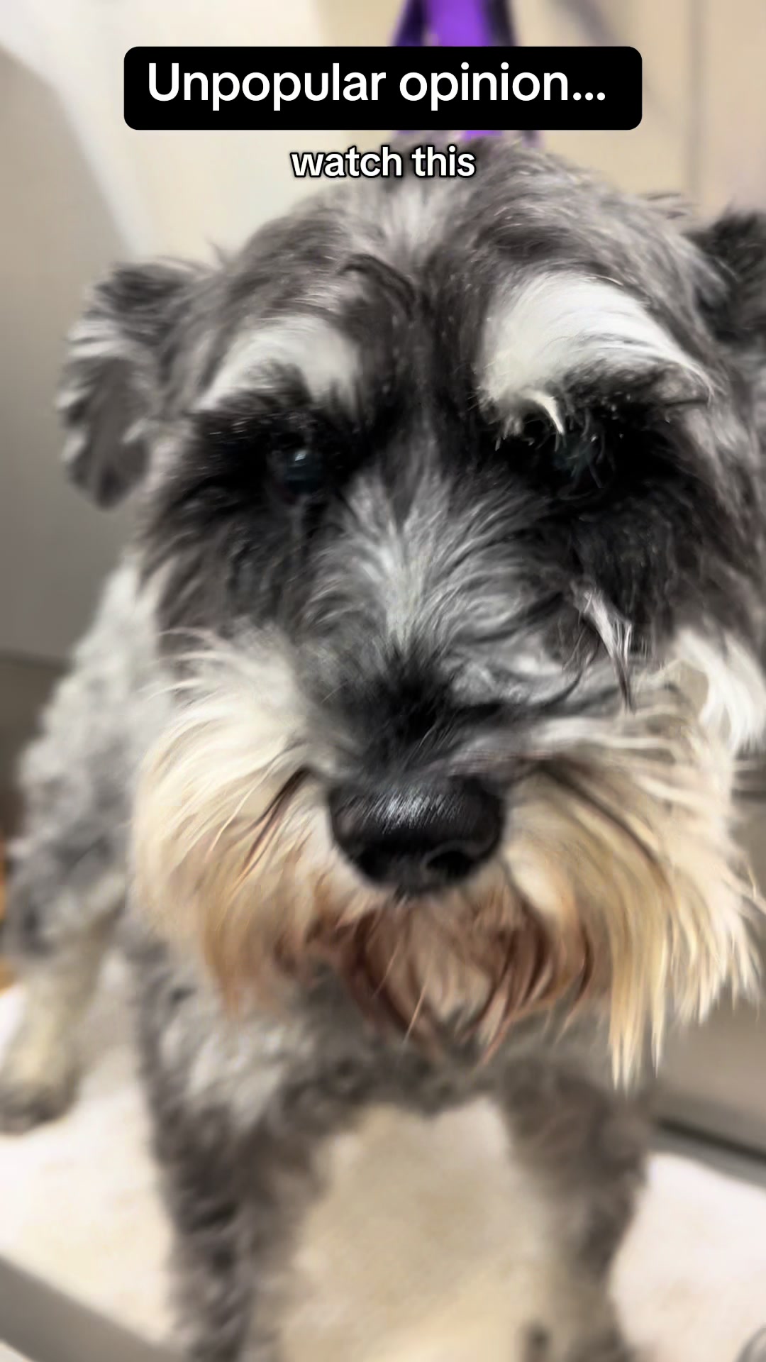@Poochiepoosdoggrooming