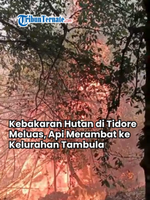 @TribunTernate.com