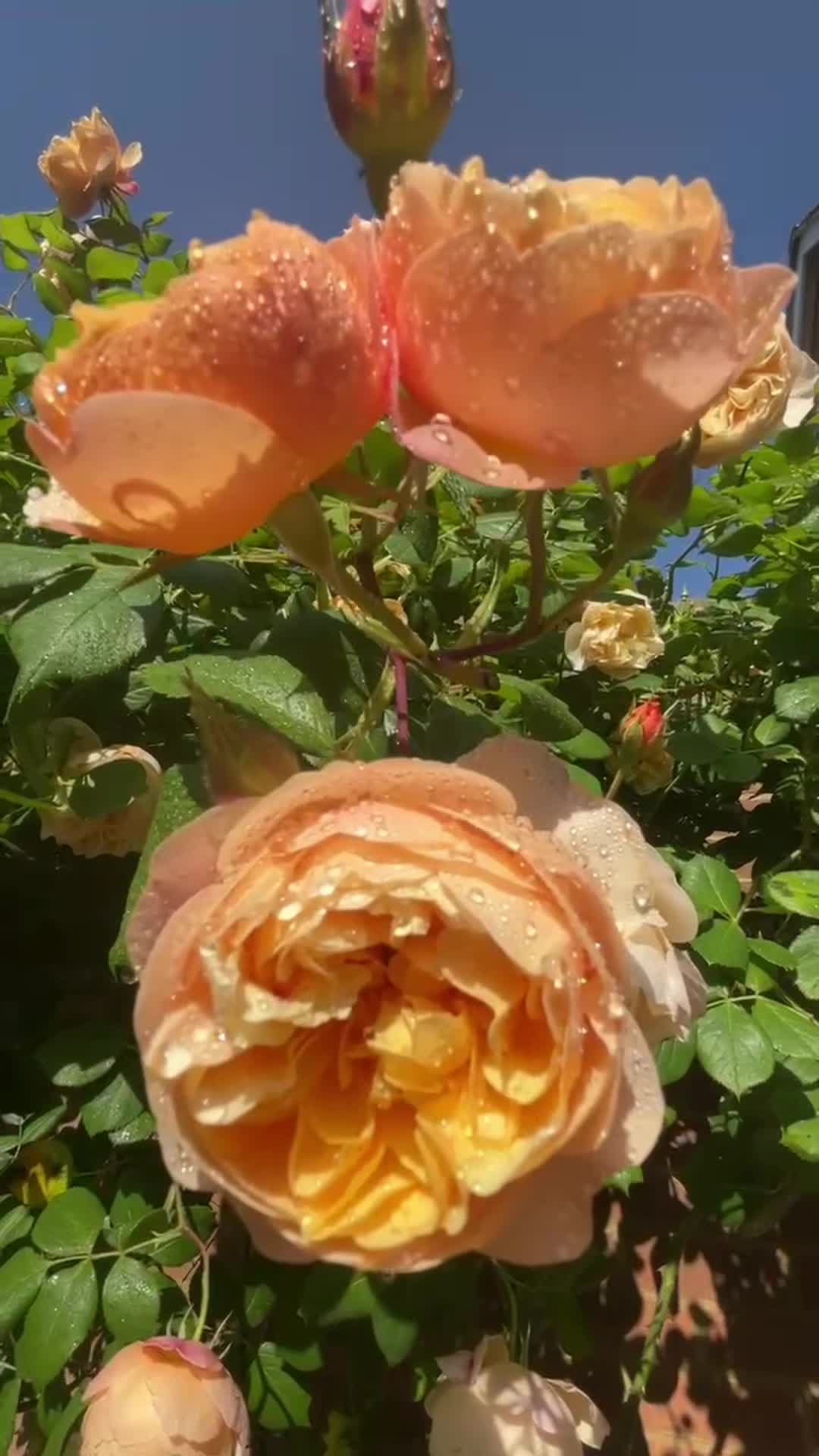 @seema17175