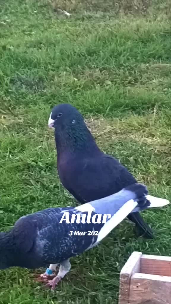 @kıvırcık Ali