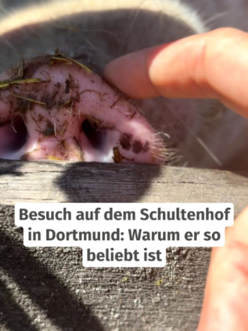 @WochenDOsis | WAZ Dortmund