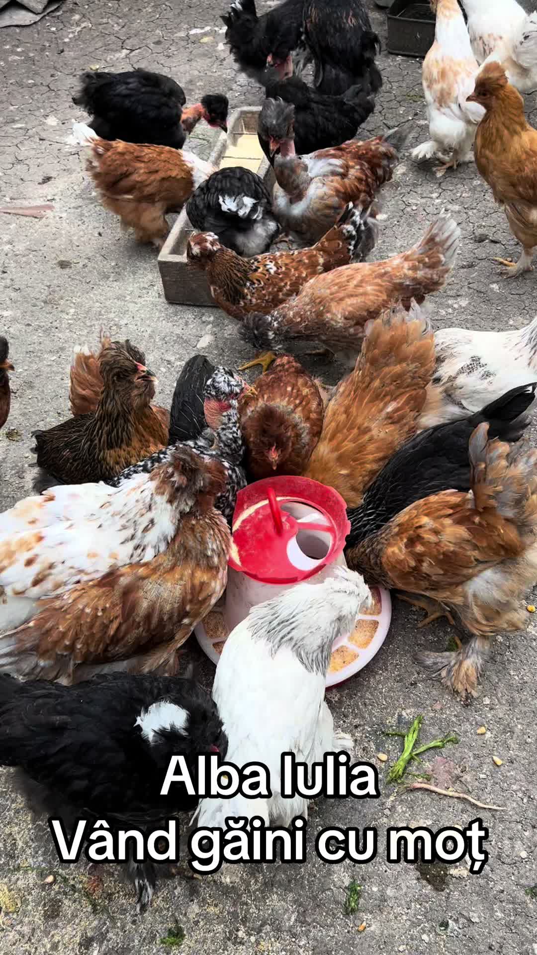 @Găini Moțate Românești