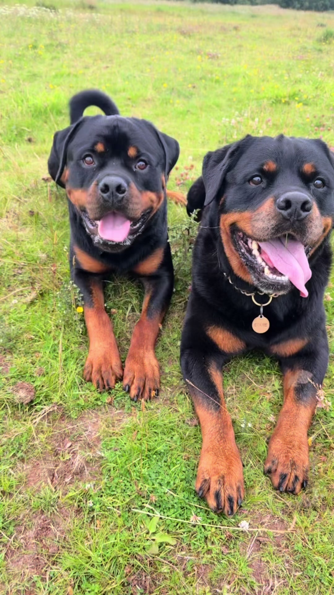 @PAWS2TRAIN 🖤🧡