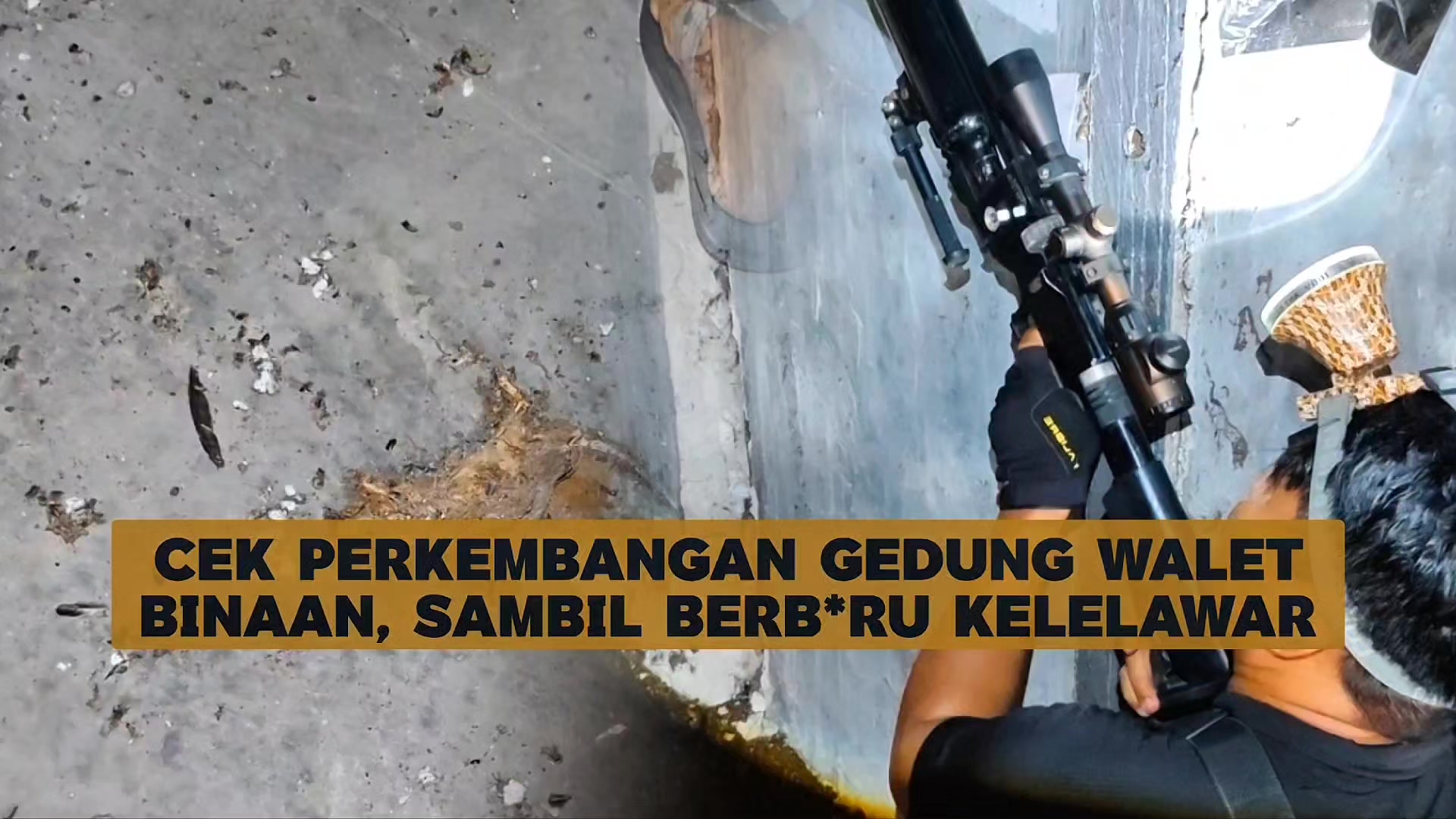 @Walet Rimba Kalimantan
