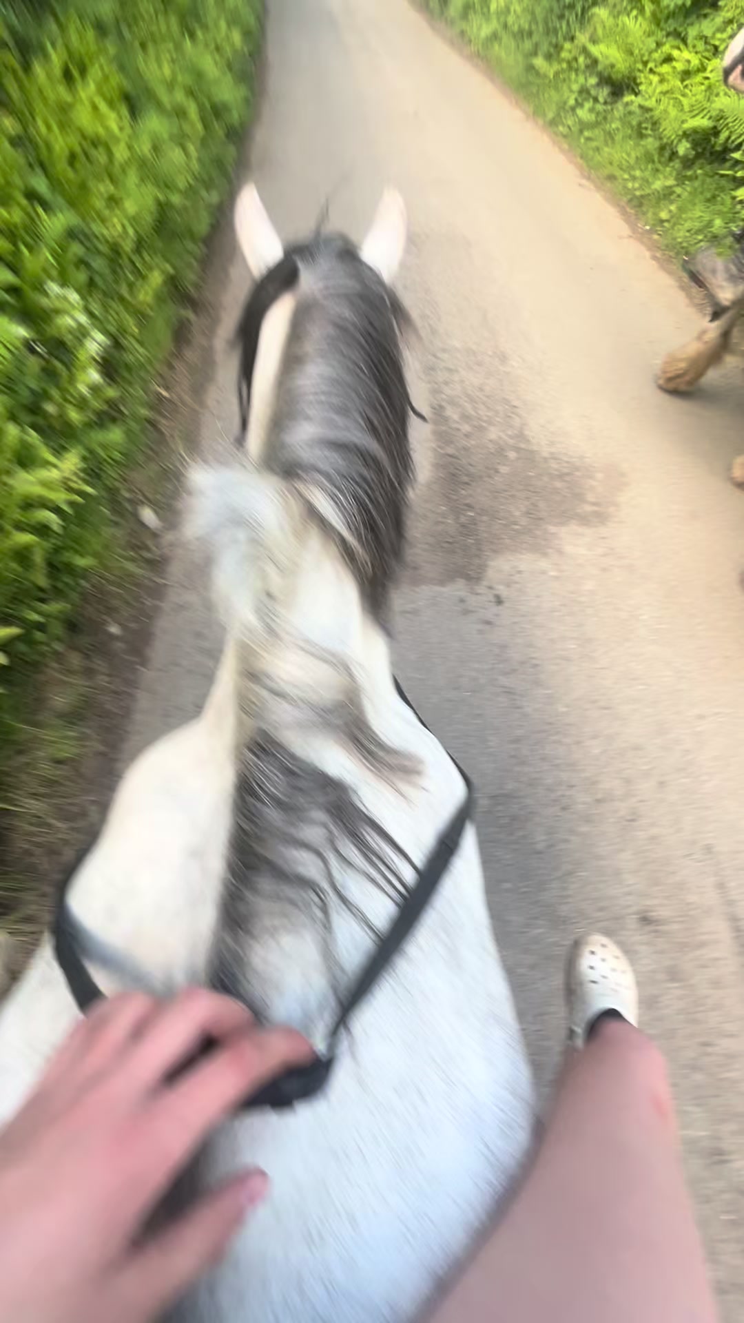 @poppy🐴 🇬🇧