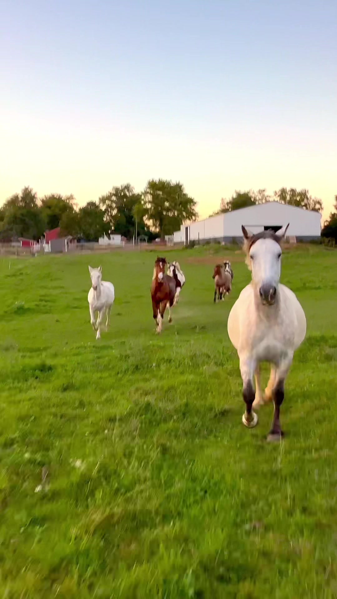 @Free Spirit Equestrian