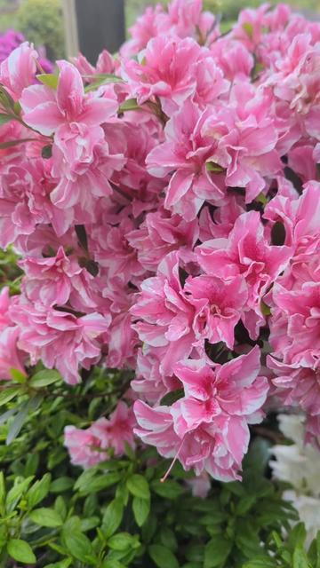 @FlowersFliss (Felicity)