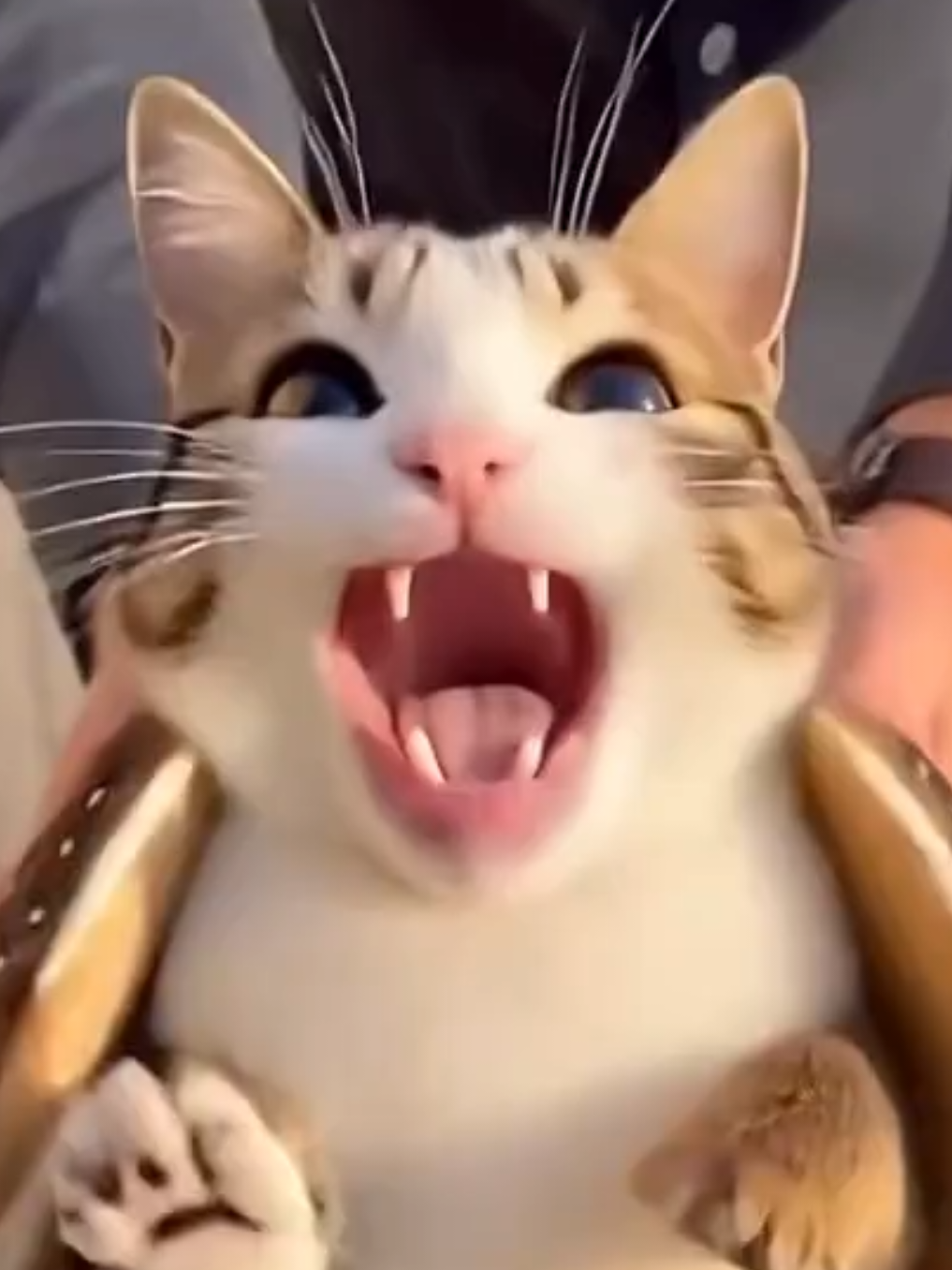 @TheRealMeowl