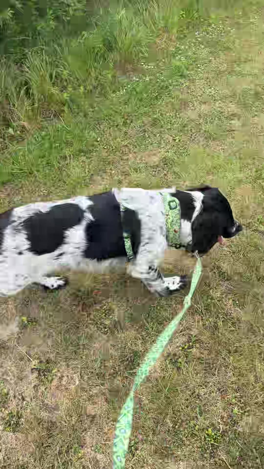 @tswoofwoof.co.uk