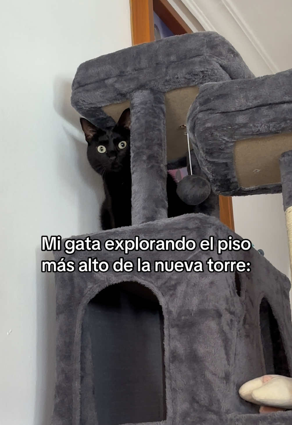 @BlackCatsMatter