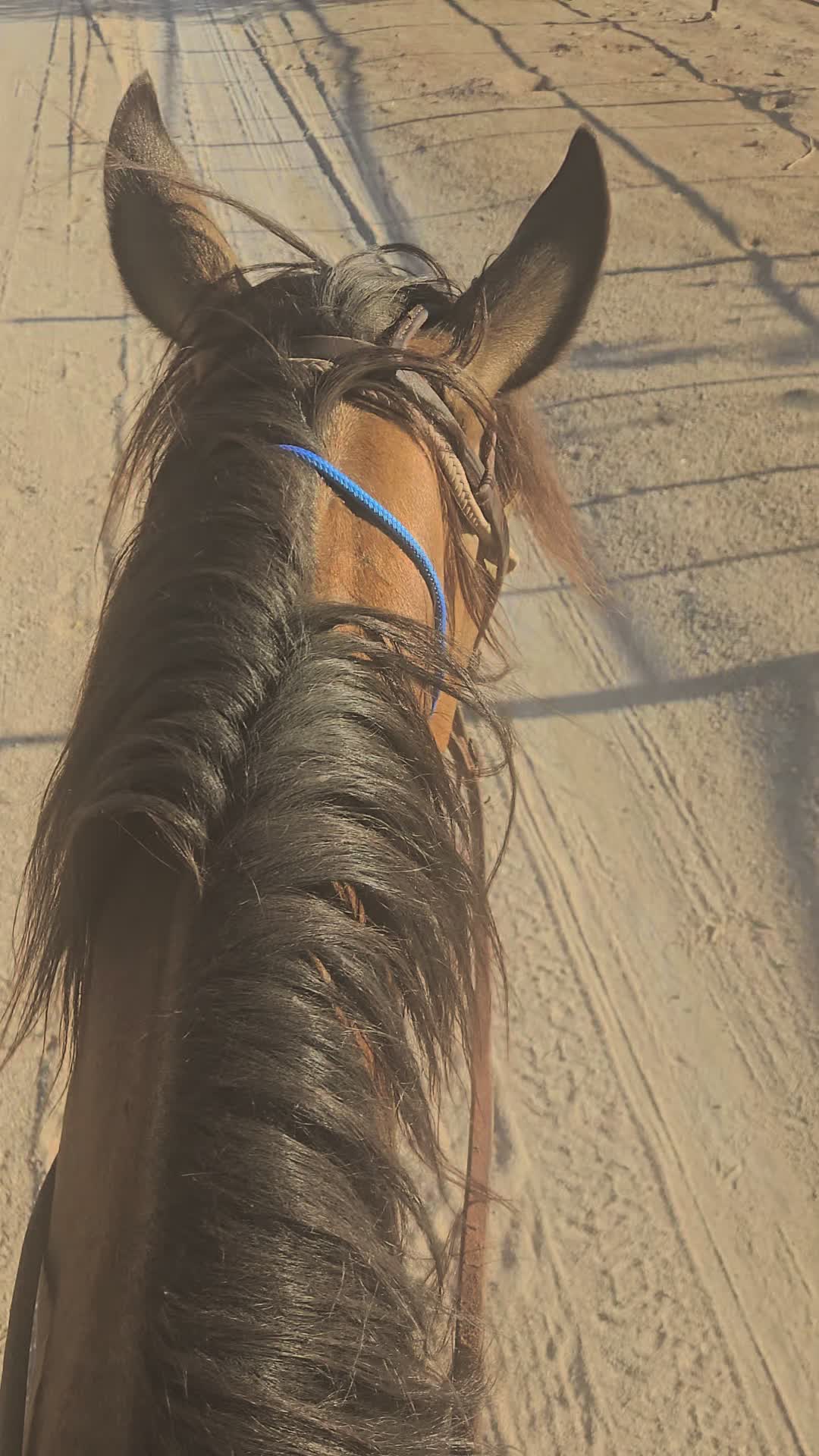 @🐎🐴picture perfect🐴🐎