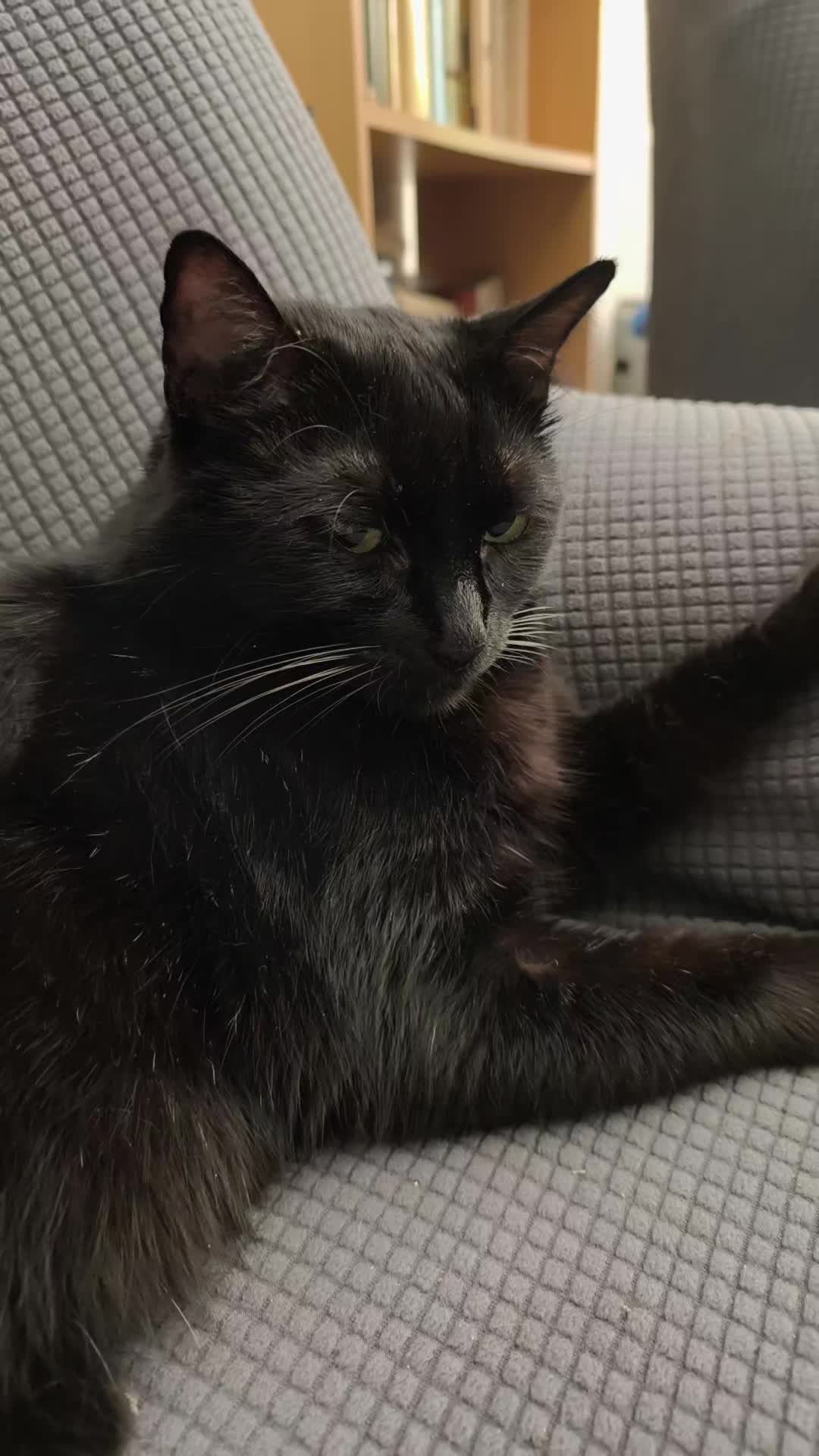 @La loca de los gatos