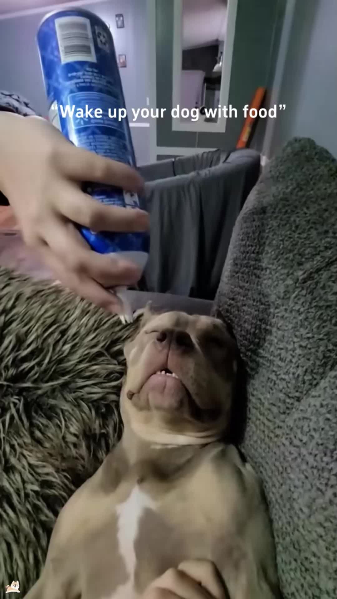 @Cute Pets TV
