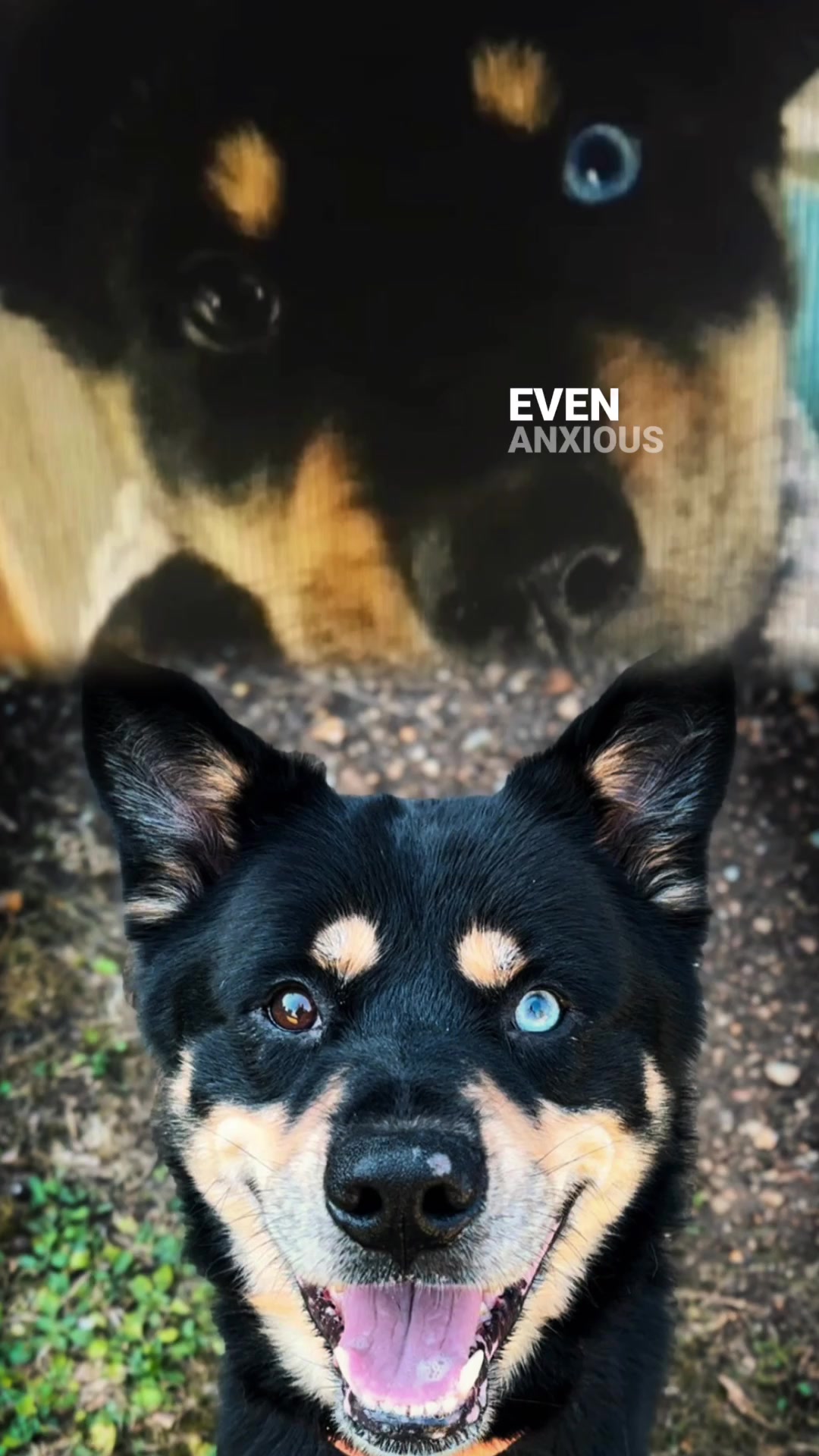 @Pawsome Fivesome