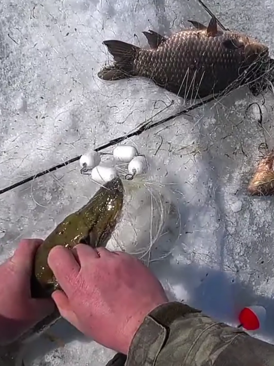 @ribalka_fishing