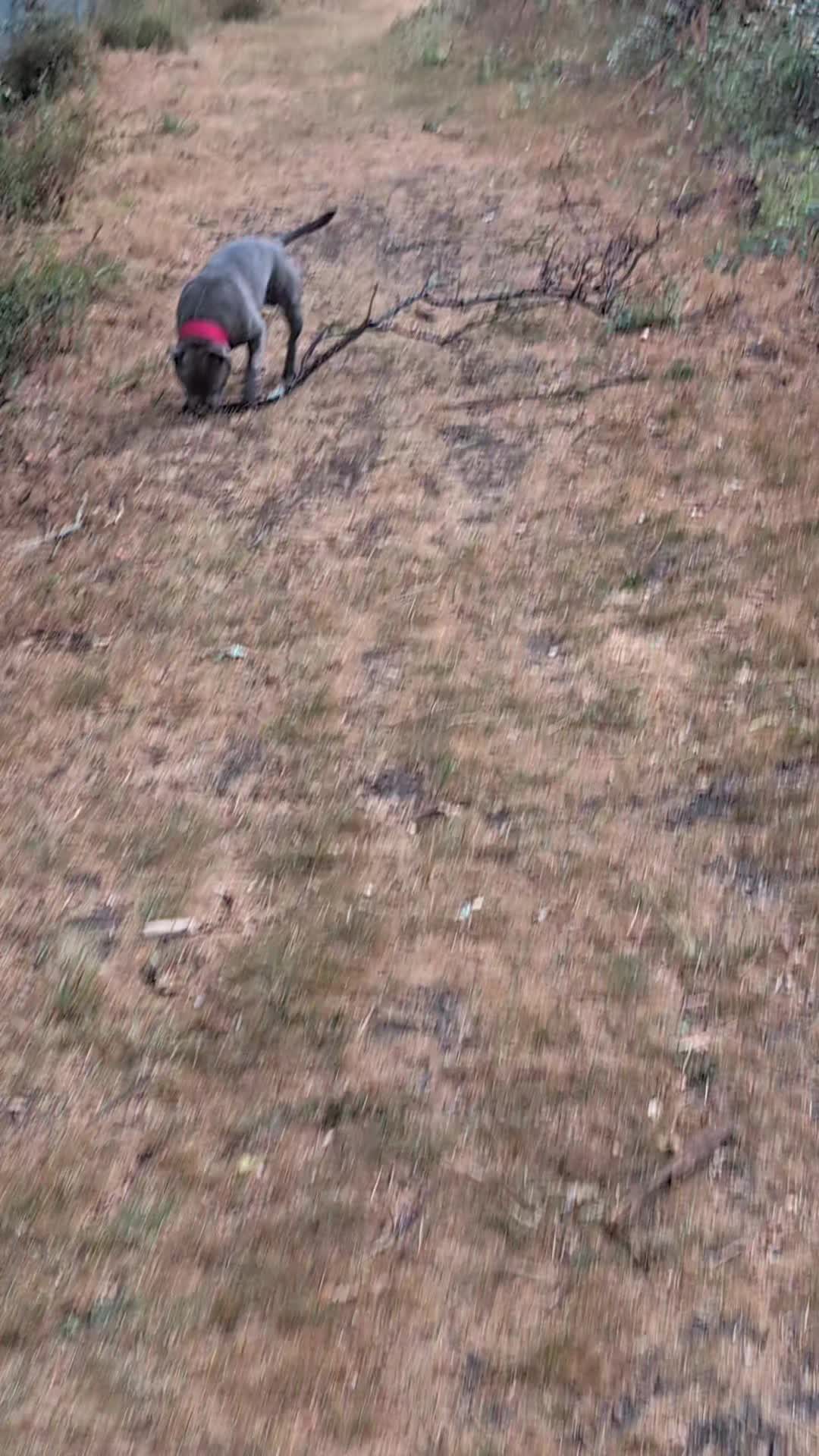 @The Blue Staffy Stanley