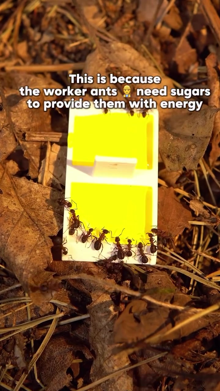 @antshq