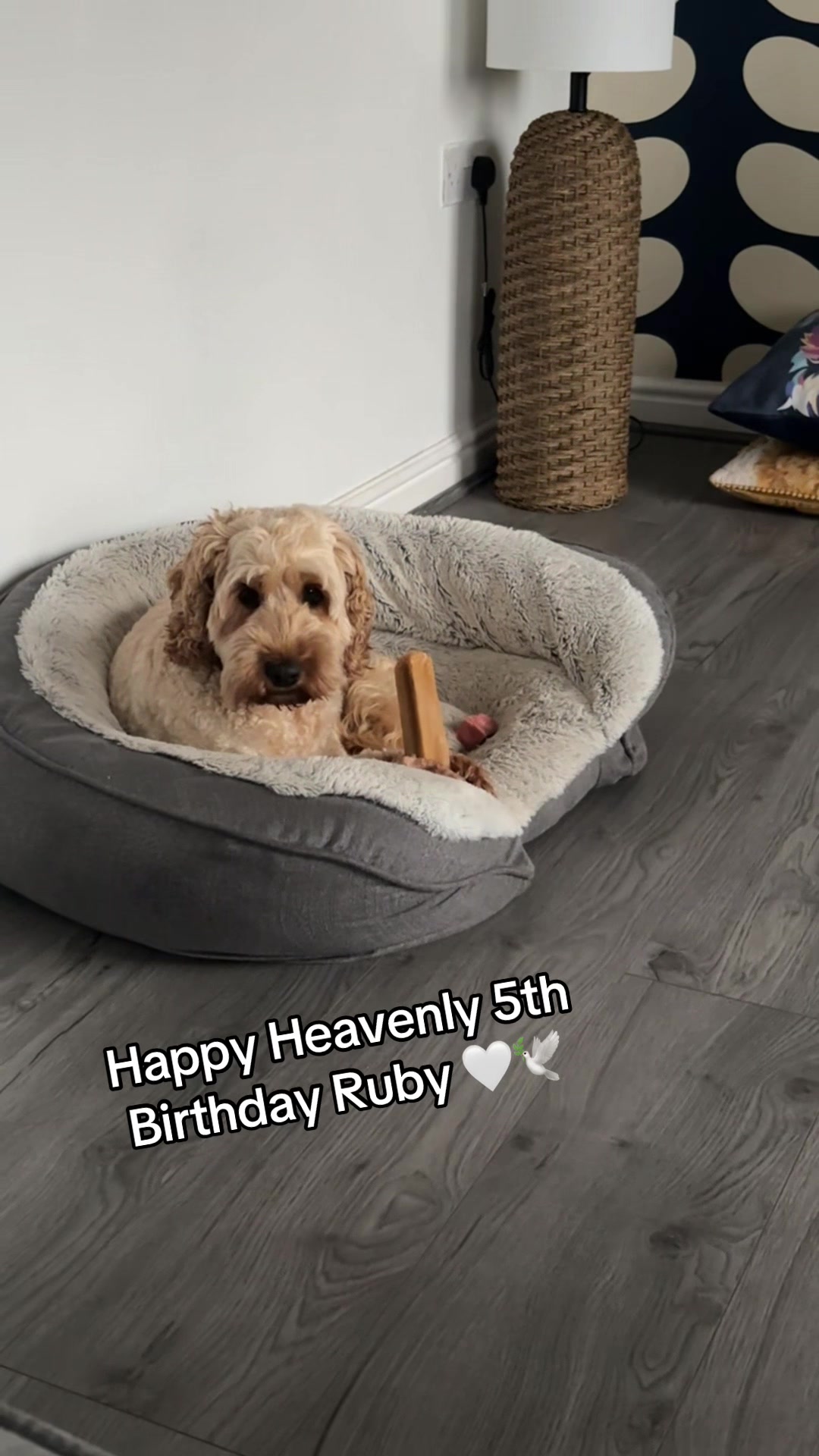 @Remembering RubyRoo 🤍🕊️