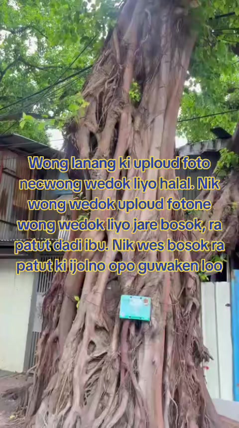 @Anjani