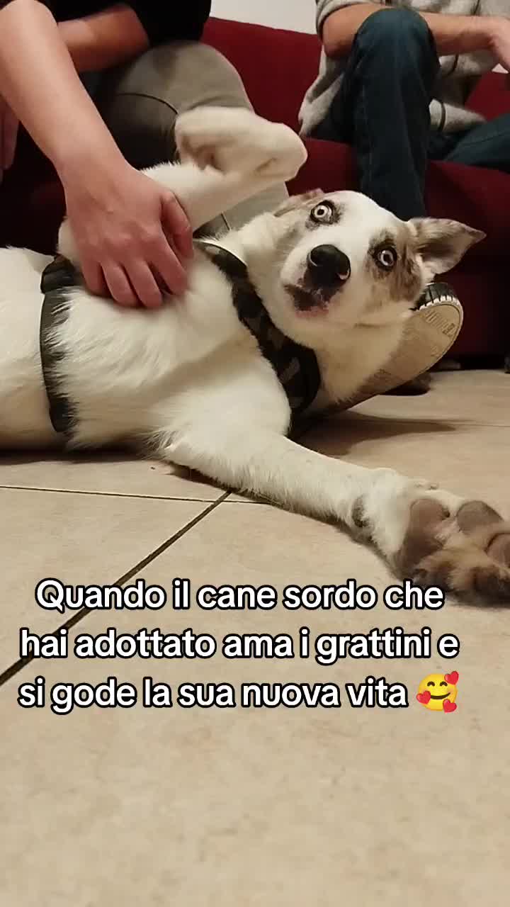 @ho.adottato.un.canesordo