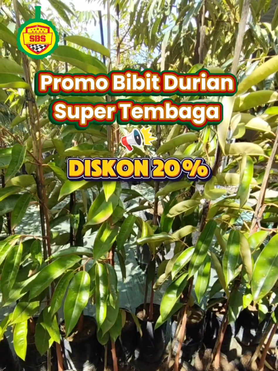 @Produksi Buah_SBS