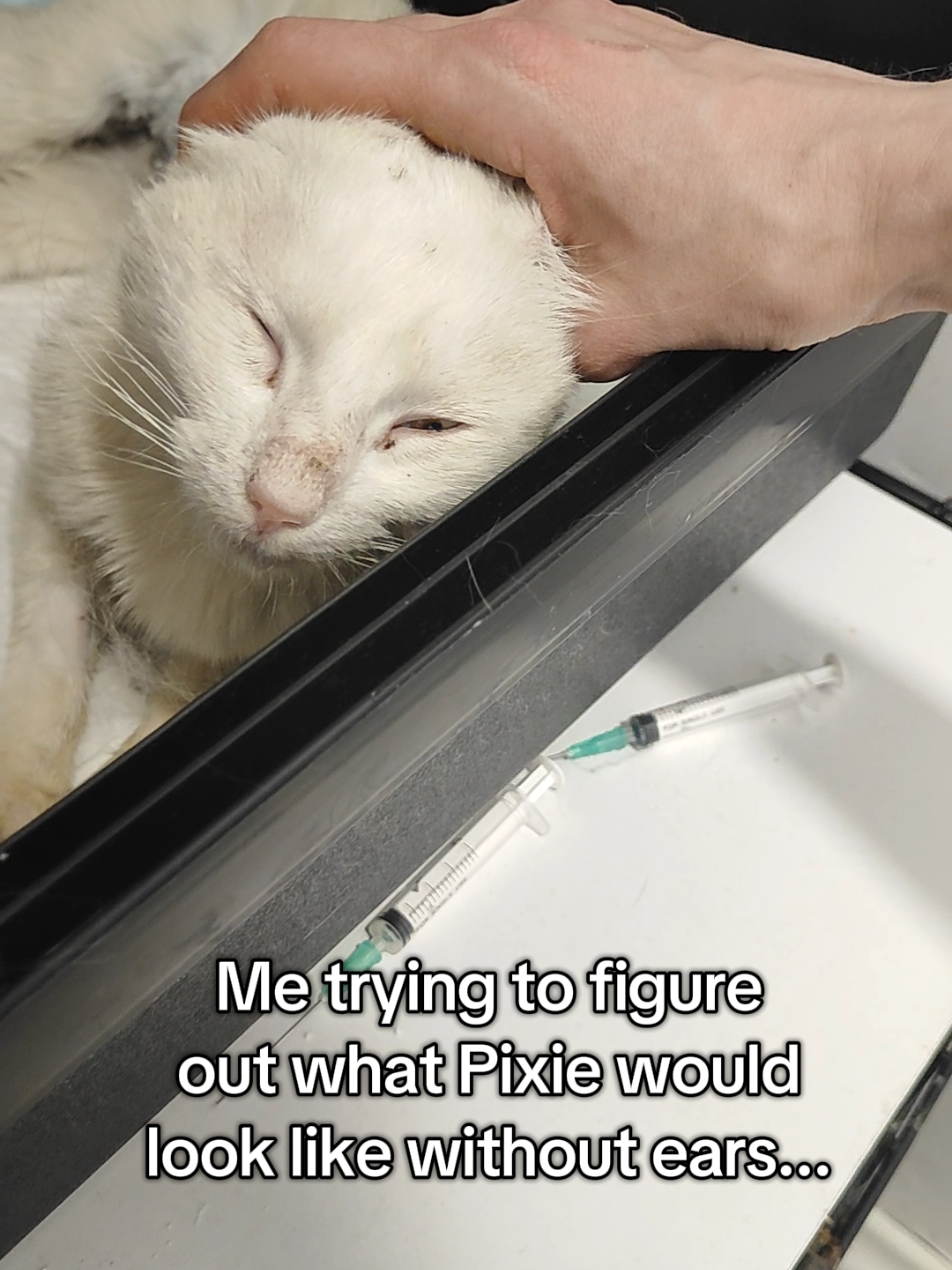 @Fluffy and Pixie