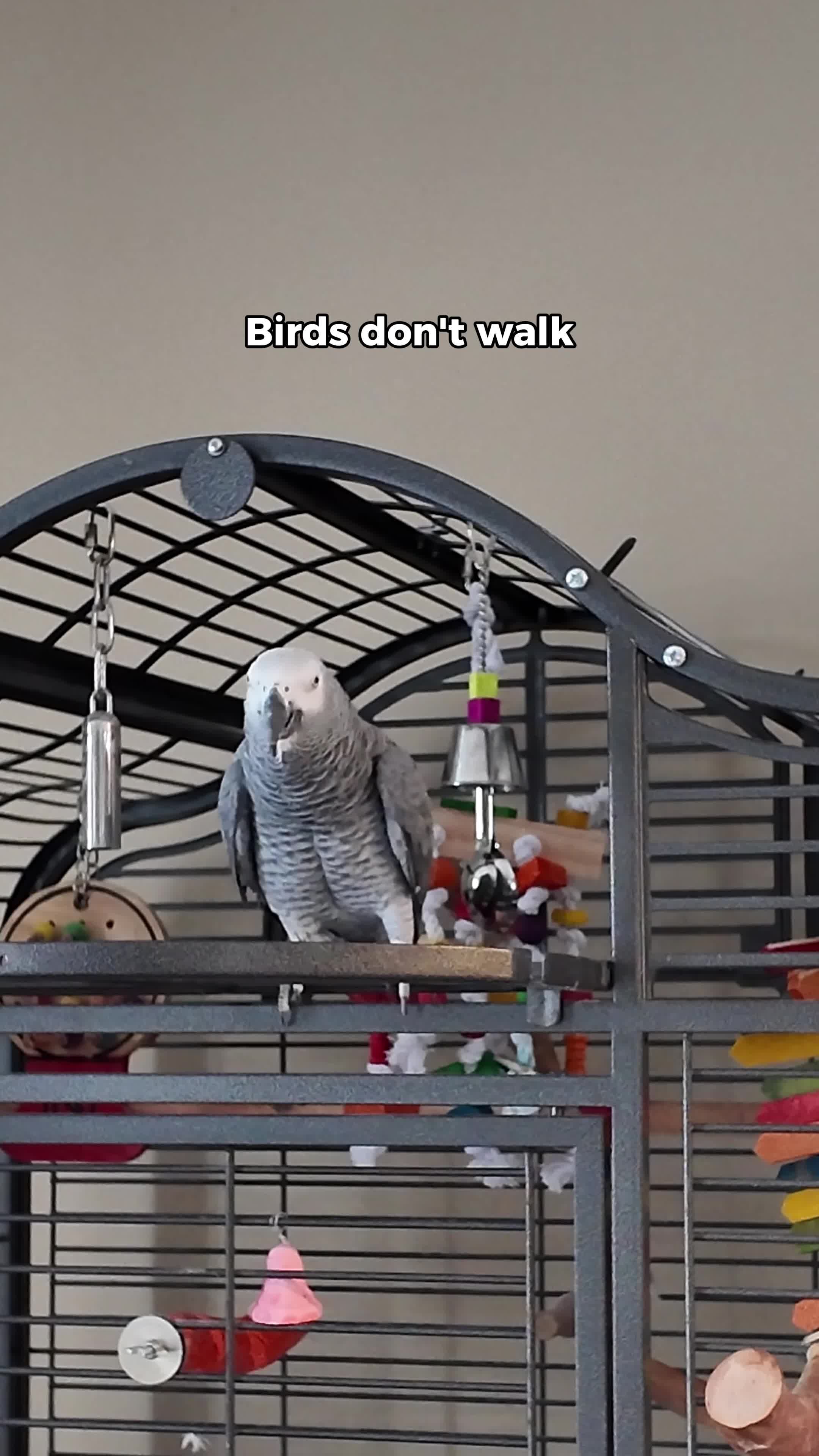 @Gizmo The Grey Bird