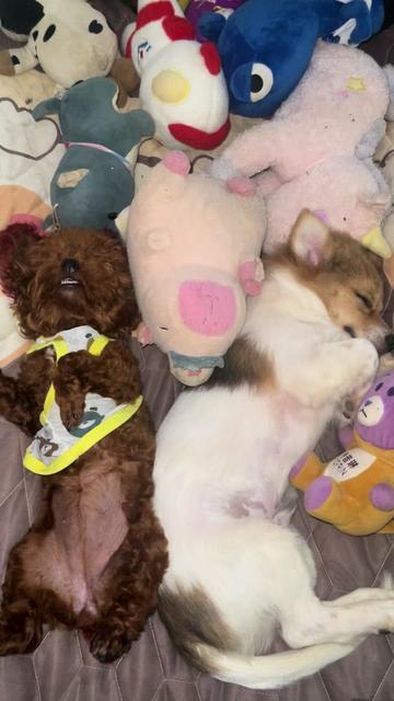 @Nị Đẹp Chó 🐶