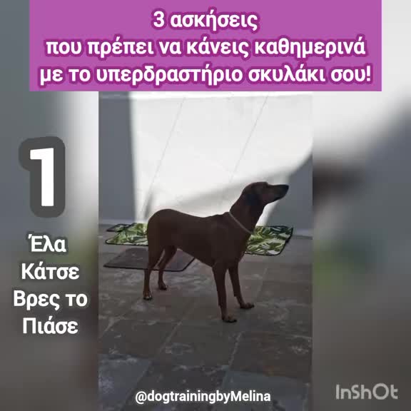 @dogtrainingbymelina