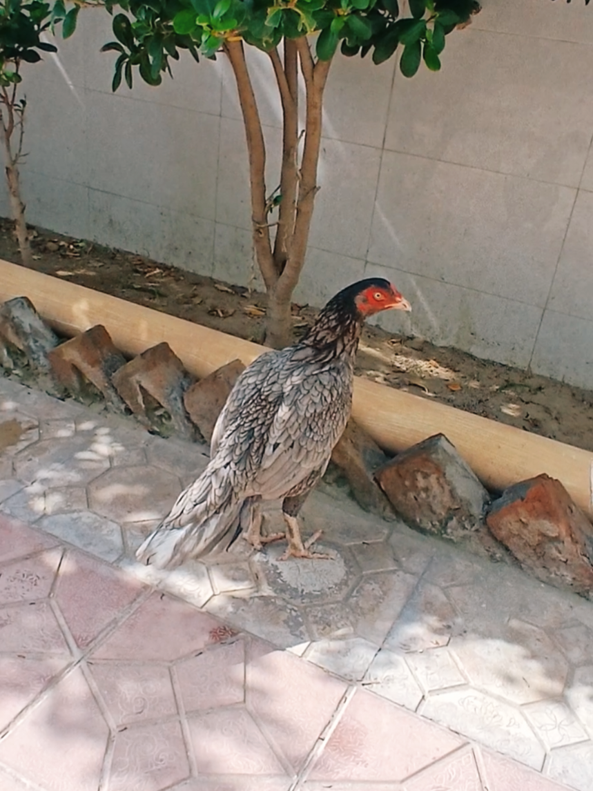 @Sajjad Aseel Farm