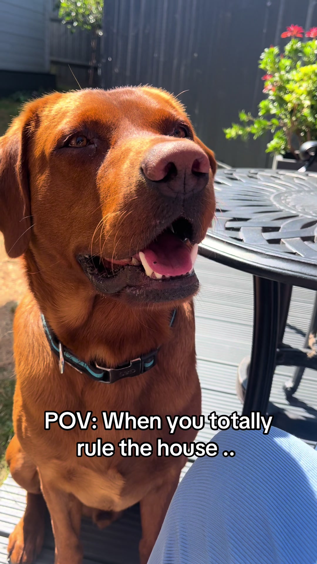 @Rolo🦮 fox red lab🐾🧡