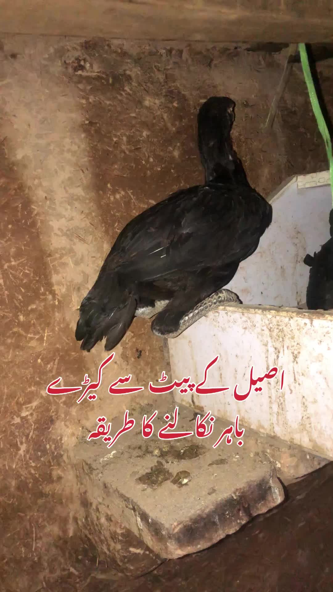 @Poultry Markaz