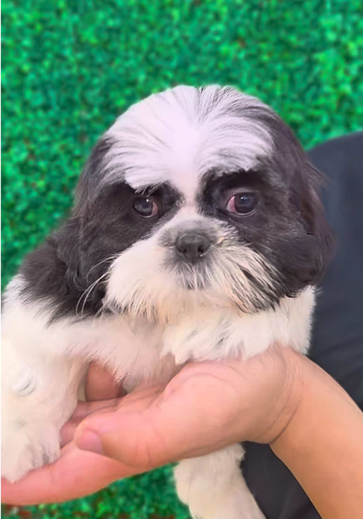 @Petland Oklahoma City
