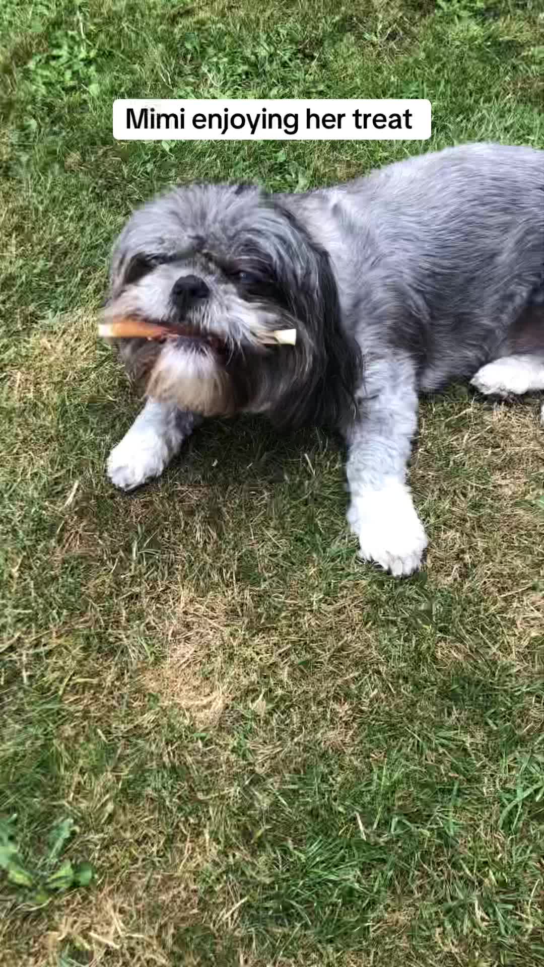 @Mimi the Shihtzu