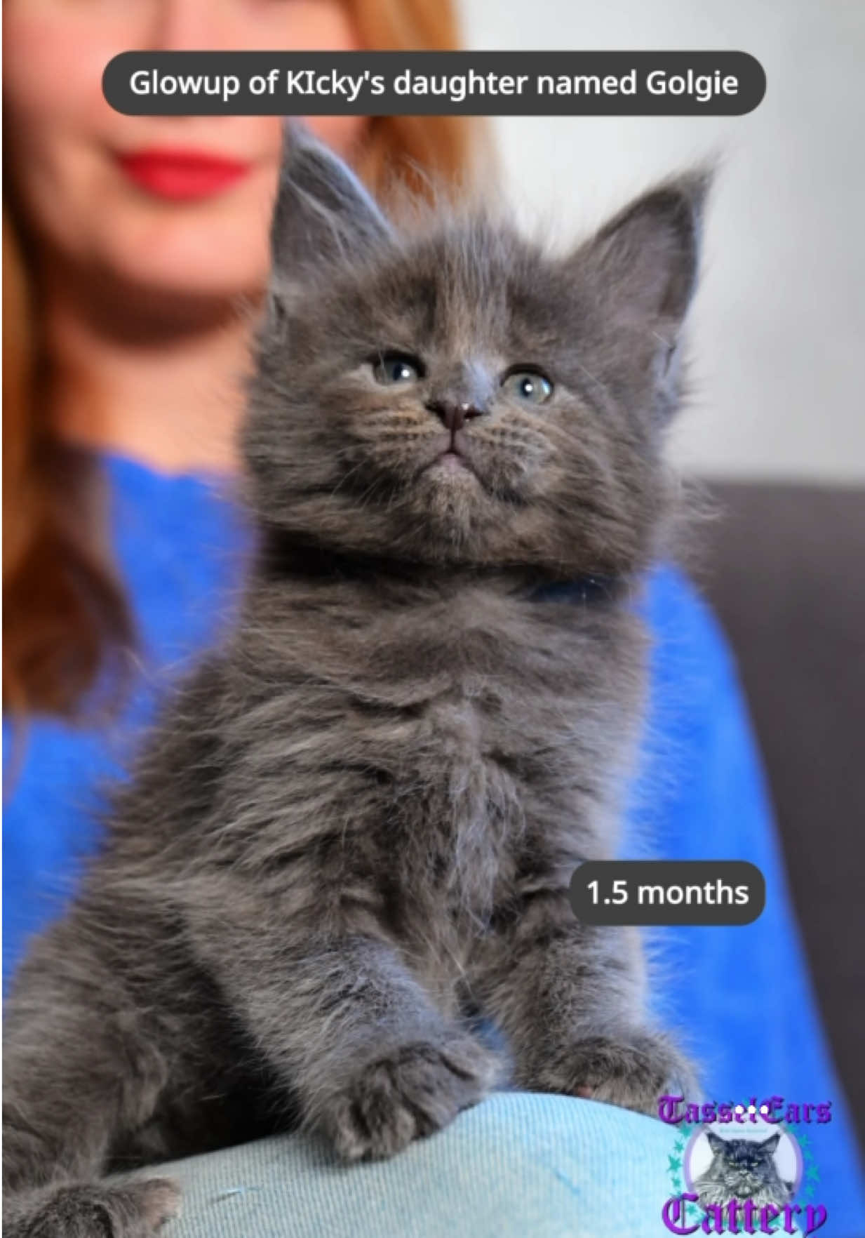@Tassel Ears Maine Coon Cattery