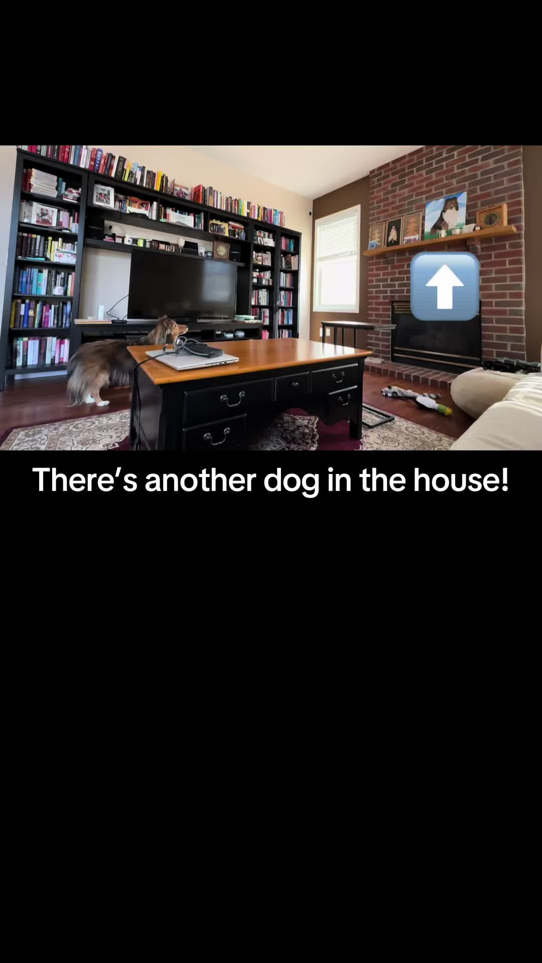 @Pepin The Sheltie
