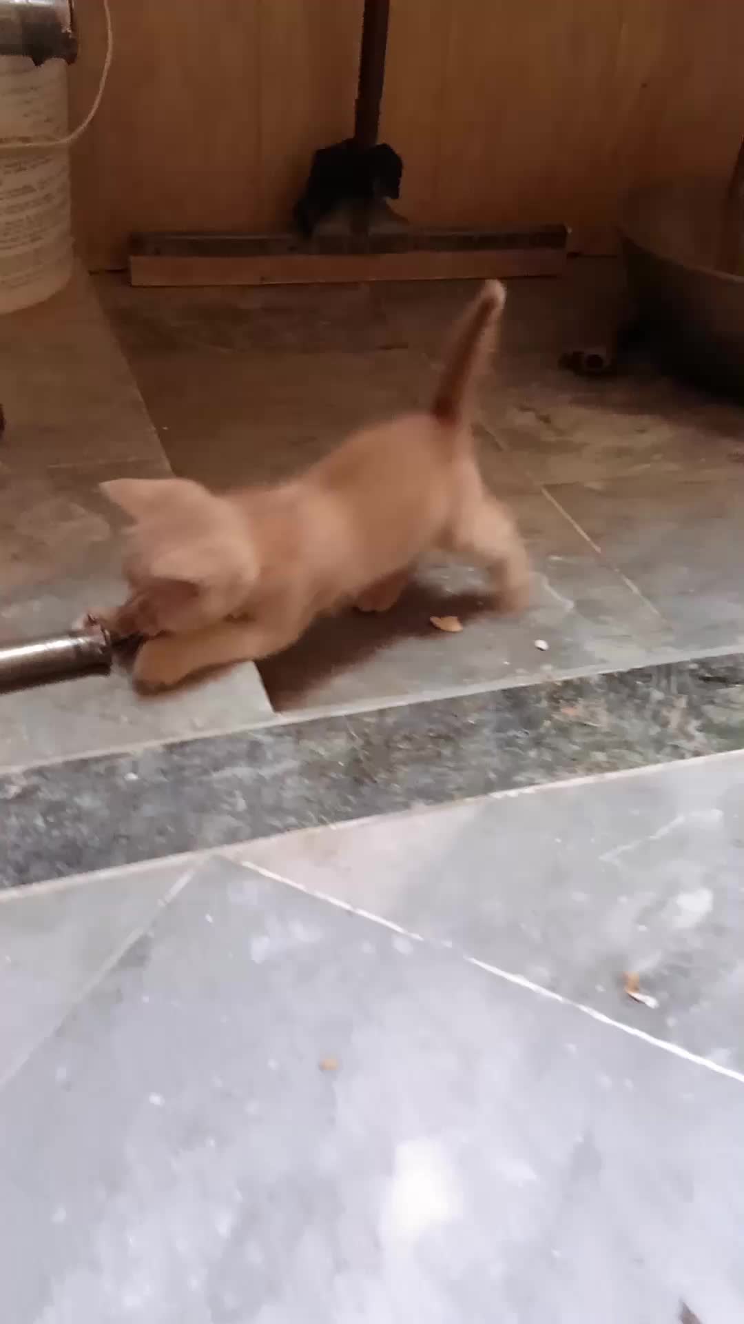 @cutecatlover8172