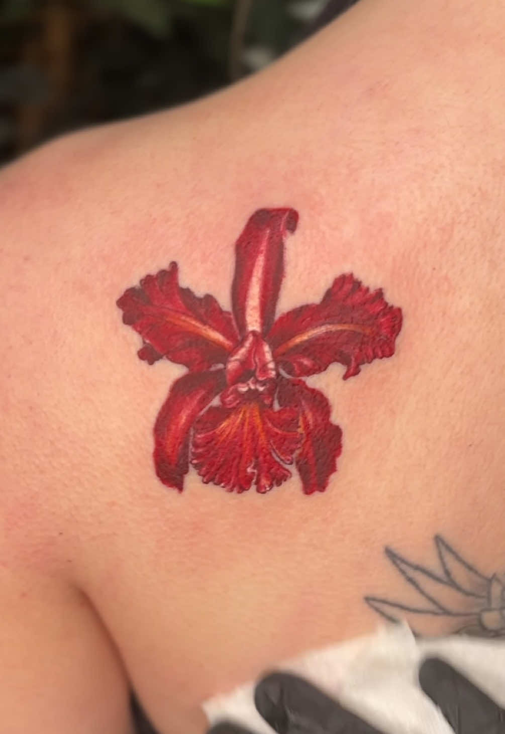 @✤ emily grace tattoo ✤