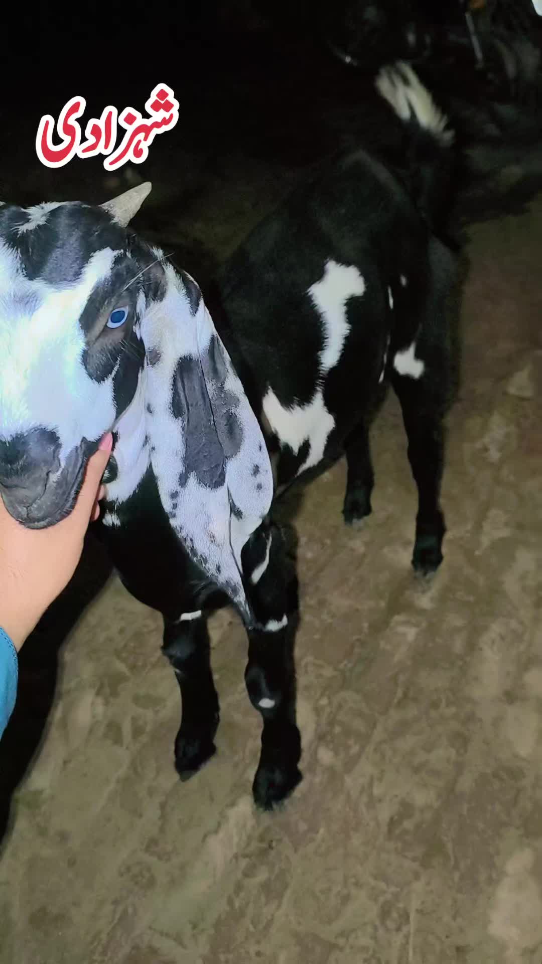 @Måلiķ Ažhăř