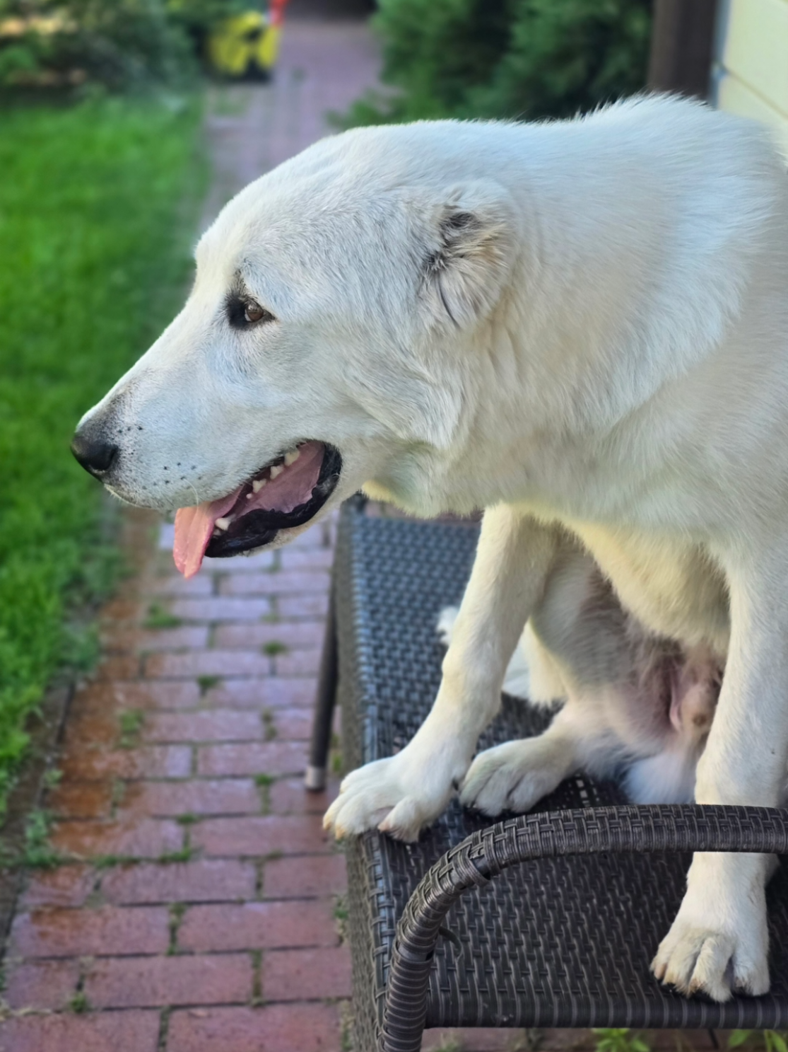 @ABELHAYATKENNEL