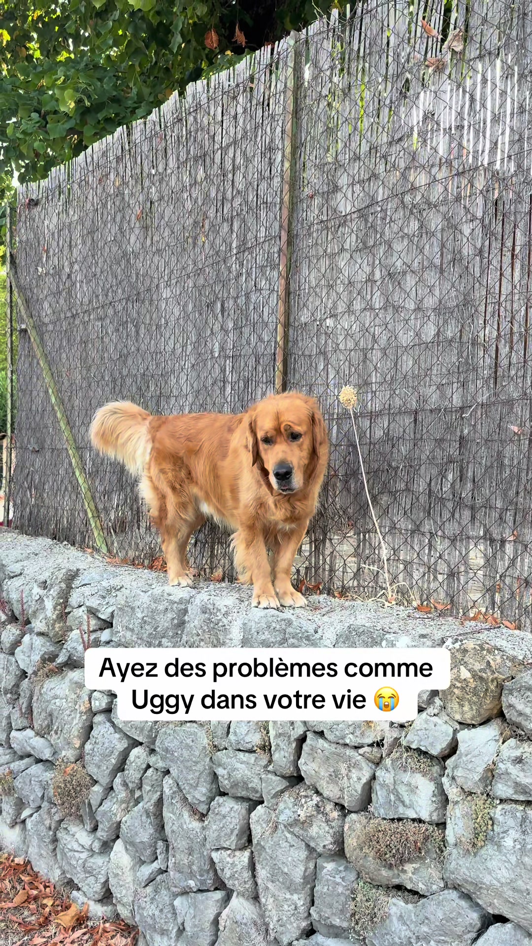 @Uggy Le Golden 🐶