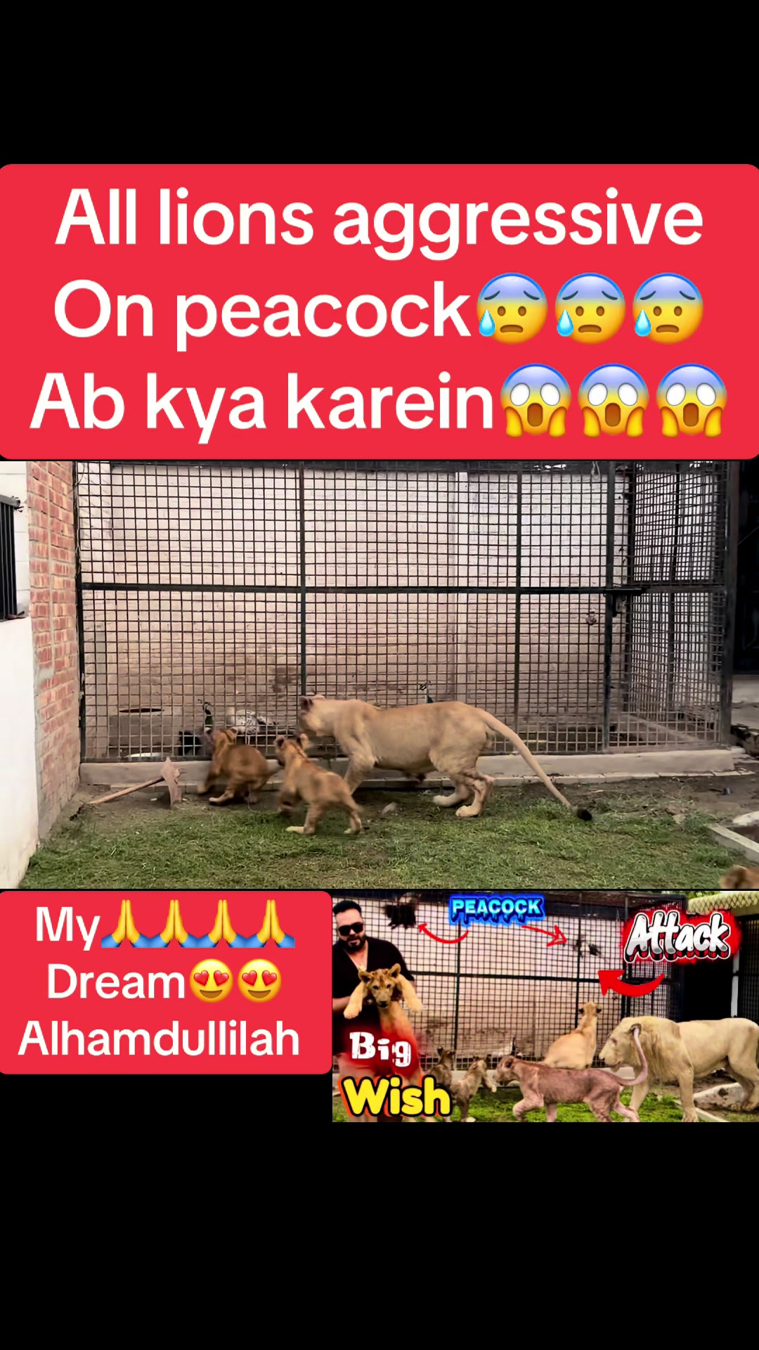 @Mian saqib