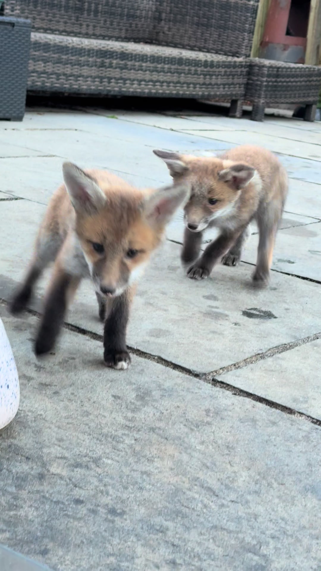@gp_foxes