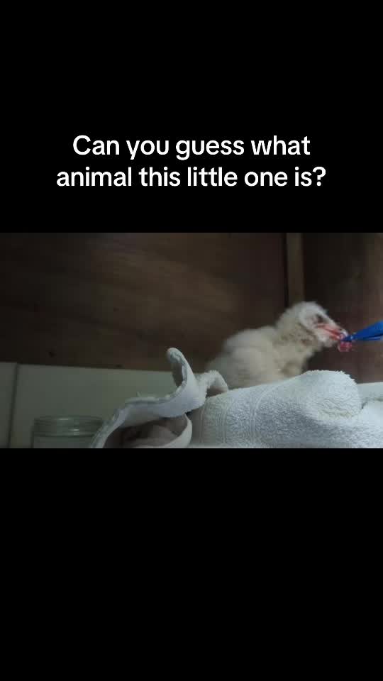 @StapeleyWildlifeRehab