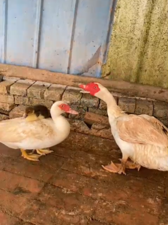 @animal family 0302
