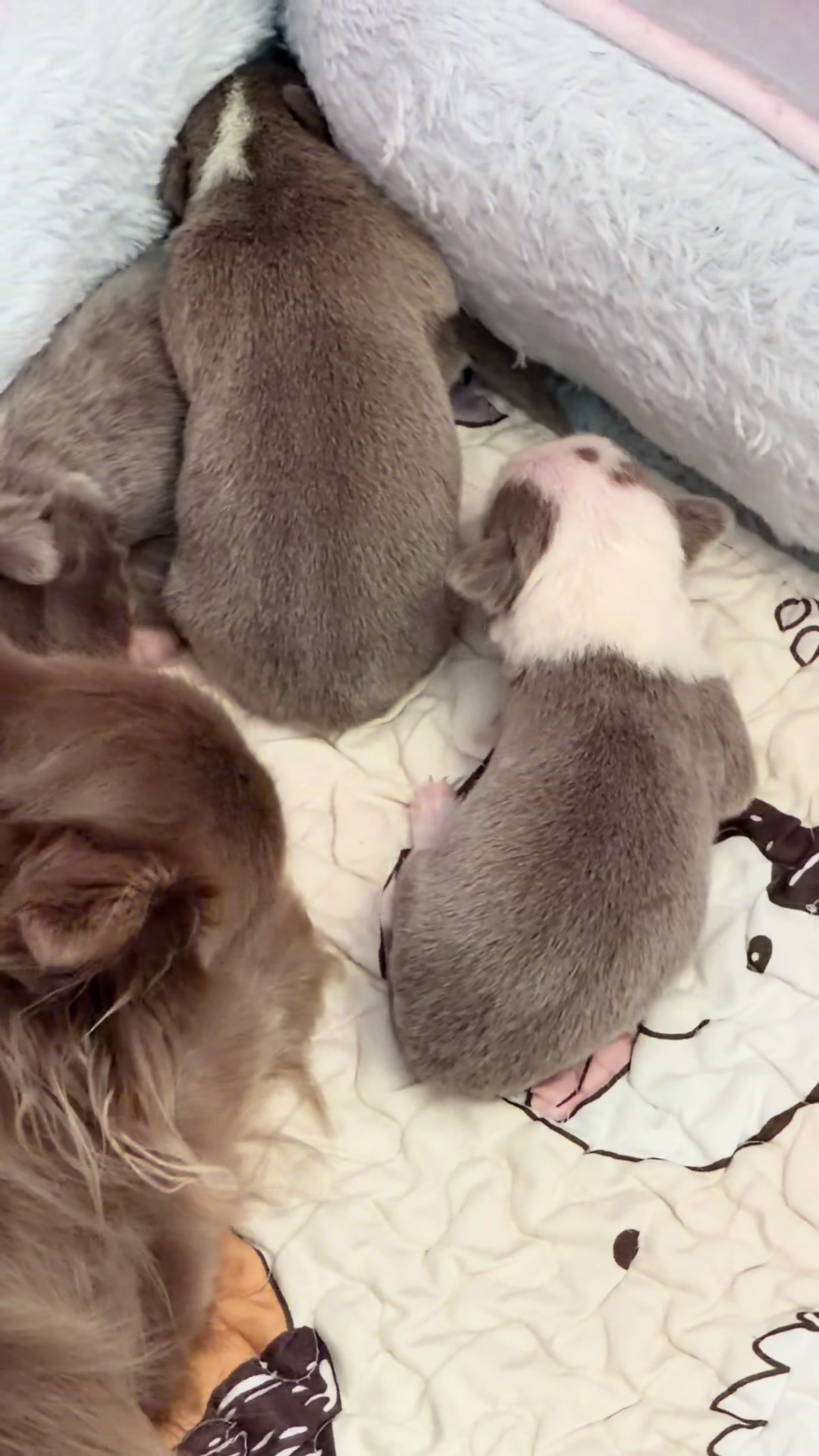 @Xhiana Chihuahuas. 🇪🇸