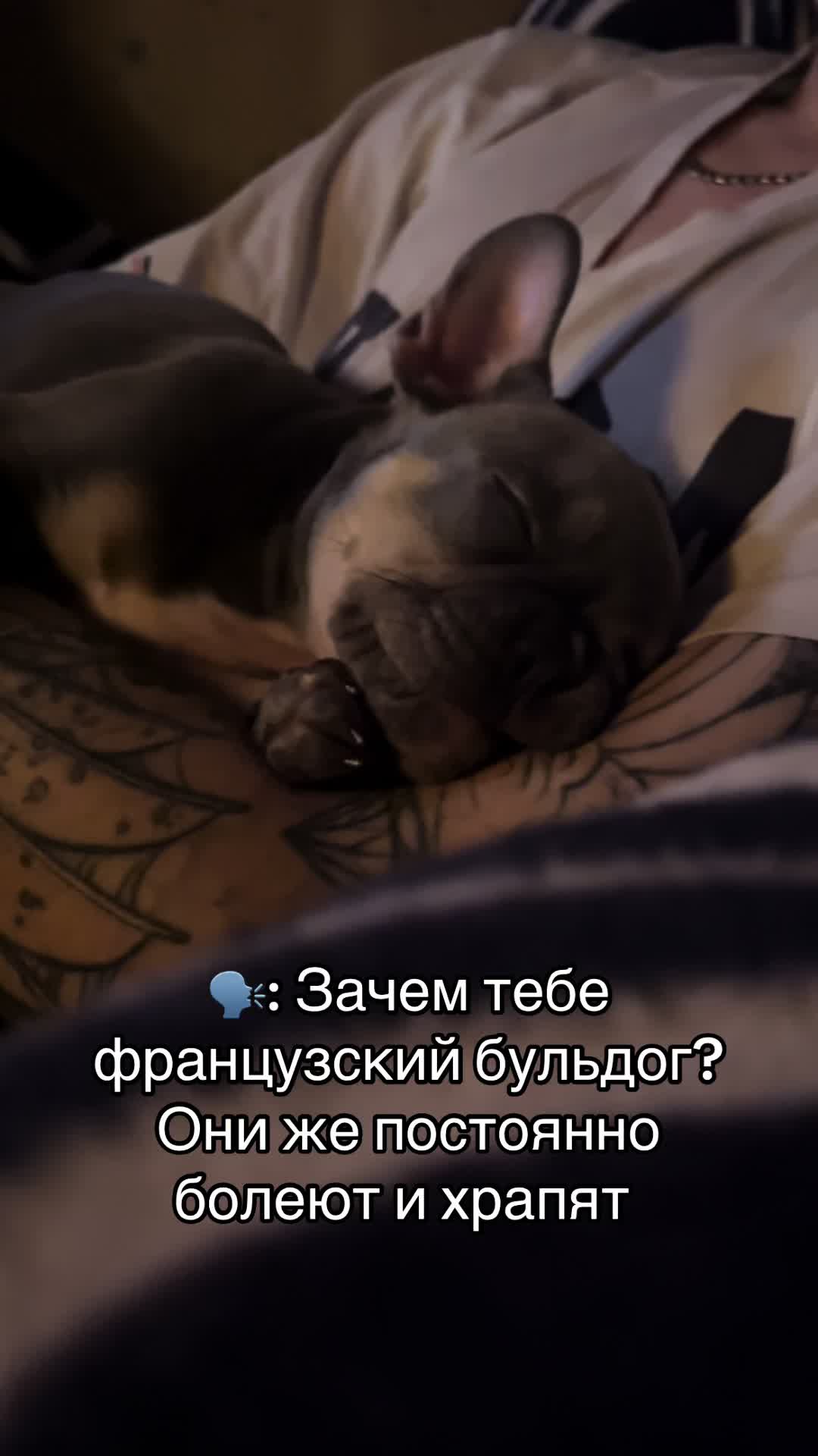 @ТГК: Бульдожкин Дом