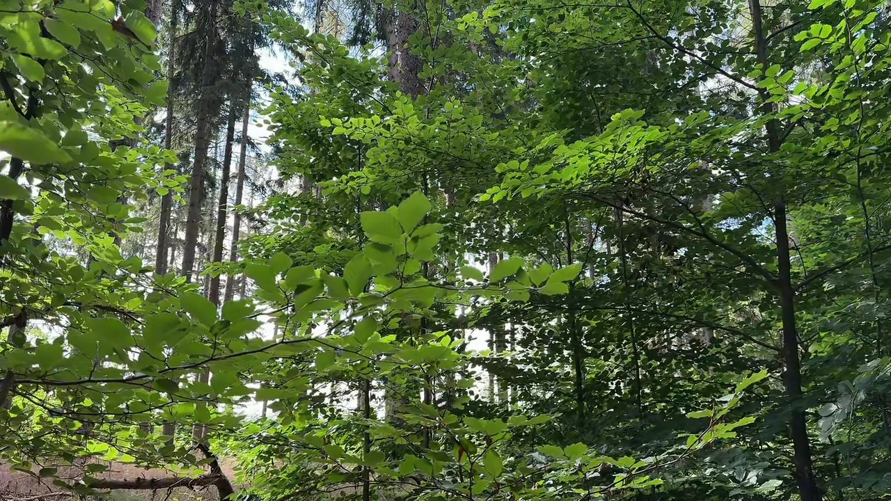 @forest_caro