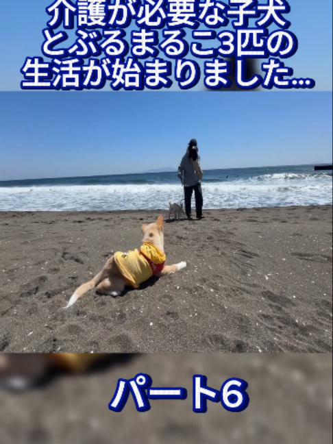 @ブルドッグぶるまるチャンネル Fan