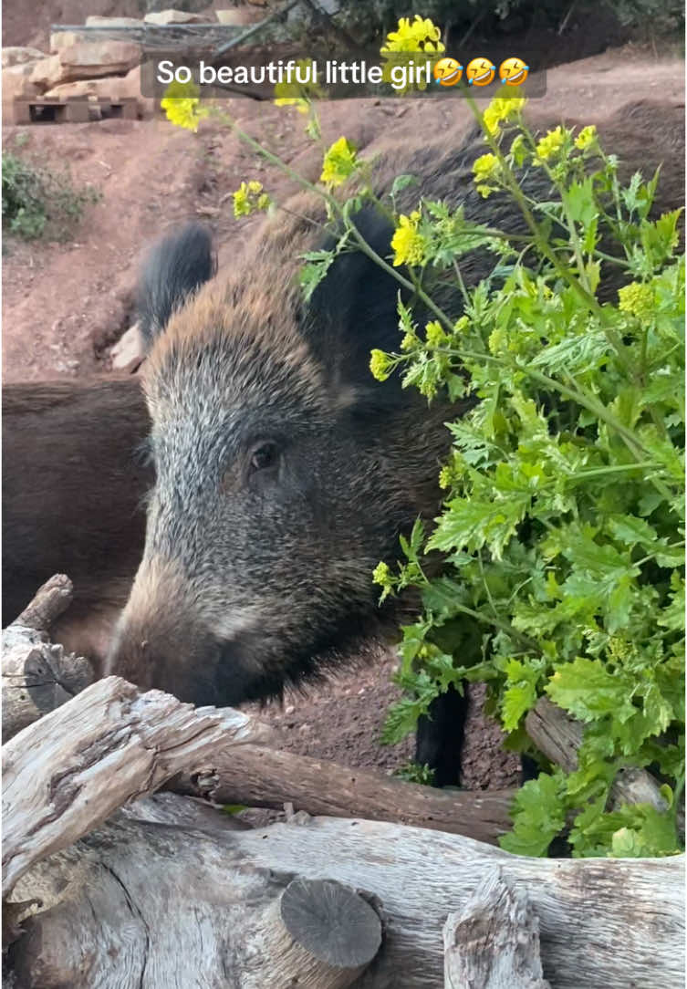 @Cute Boars